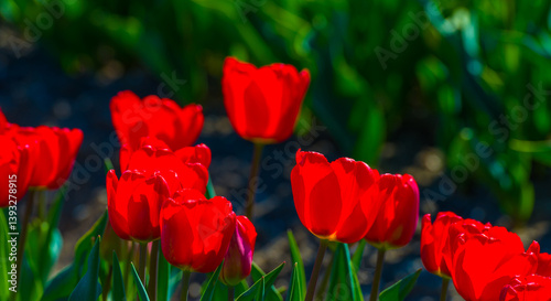 Obraz na płótnie Colorful flowers growing in an agricultural field, Almere, Flevoland, The Netherlands, April 8, 2025 w salonie