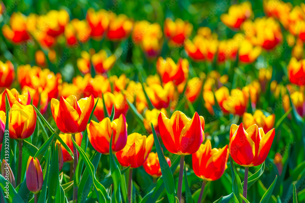 Colorful flowers growing in an agricultural field, Almere, Flevoland, The Netherlands, April 8, 2025