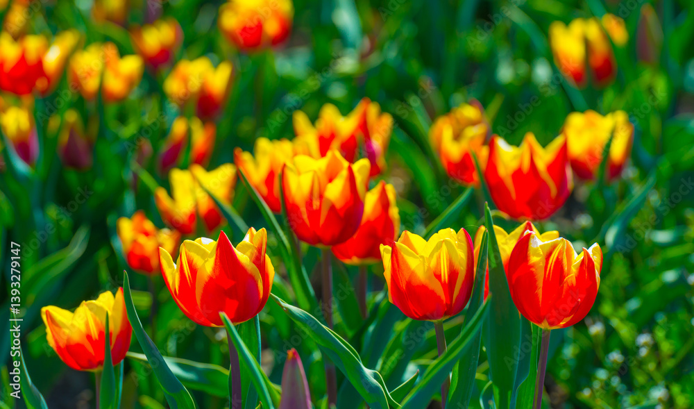 Colorful flowers growing in an agricultural field, Almere, Flevoland, The Netherlands, April 8, 2025