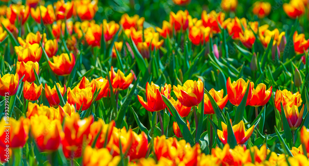 Colorful flowers growing in an agricultural field, Almere, Flevoland, The Netherlands, April 8, 2025