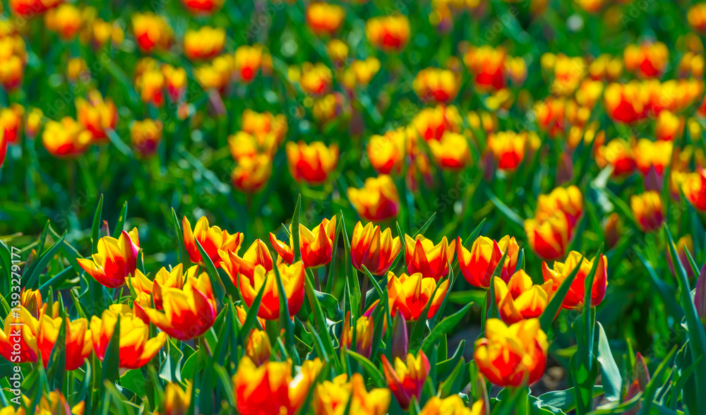 Colorful flowers growing in an agricultural field, Almere, Flevoland, The Netherlands, April 8, 2025
