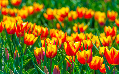 Colorful flowers growing in an agricultural field, Almere, Flevoland, The Netherlands, April 8, 2025