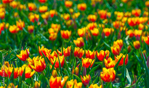 Obraz na płótnie Colorful flowers growing in an agricultural field, Almere, Flevoland, The Netherlands, April 8, 2025 w salonie