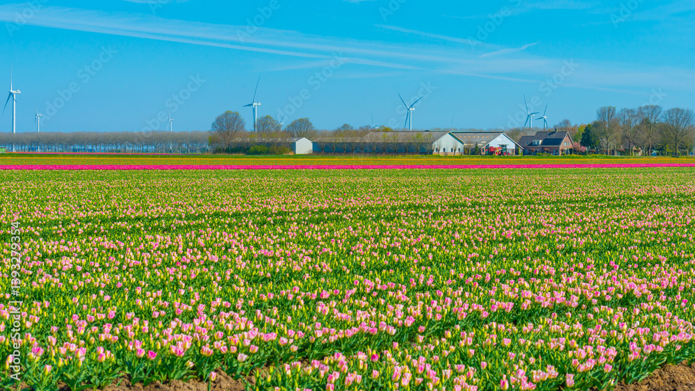 Colorful flowers growing in an agricultural field, Almere, Flevoland, The Netherlands, April 8, 2025