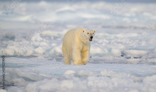 Polar bear (Ursus maritimus) on ice and snow, Svalbard, Norway