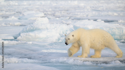 Obraz na płótnie Polar bear (Ursus maritimus) on ice and snow, Svalbard, Norway w salonie