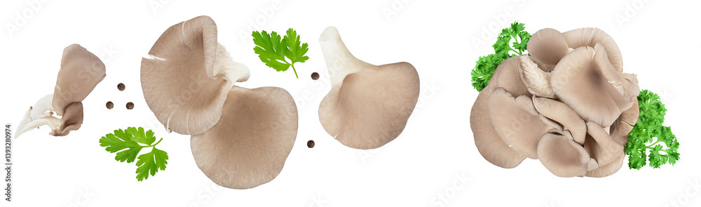 Fototapeta premium Oyster mushrooms isolated on white background with full depth of field. Top view. Flat lay