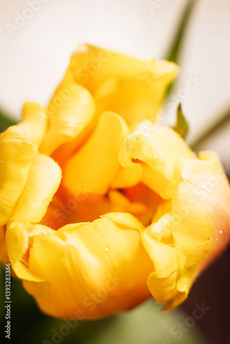 macro bud of a beautiful, yellow tulip on a light background.