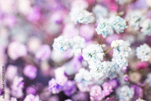 macro beautiful, delicate gypsophila flowers on a light background.
