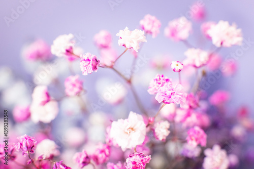 macro beautiful, delicate gypsophila flowers on a light background.