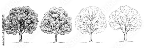 Collection of Beeches coloring book vector designs, Beeches vector graphics