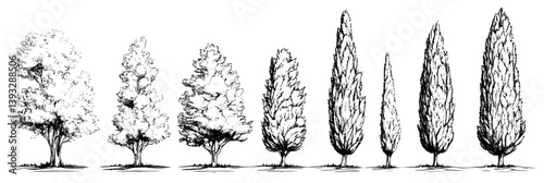 Collection of Cypresses coloring book vector designs, Cypresses vector illustrations