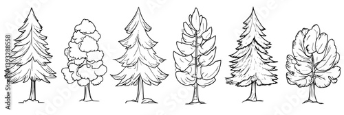 Collection of Firs coloring book vector designs, Firs vector images