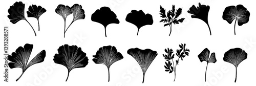 Collection of Ginkgos vector icons, Ginkgos vector graphics