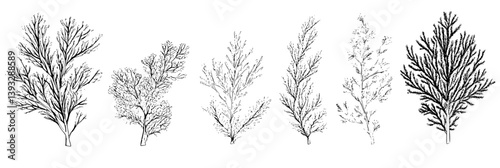 Collection of Junipers coloring book vector designs, Junipers illustration art
