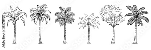 Collection of Royal Palms coloring book vector designs, Royal Palms vector images