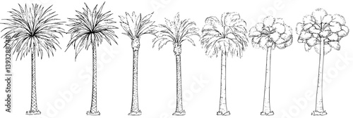 Collection of Royal Palms coloring book vector designs, Royal Palms vector graphics