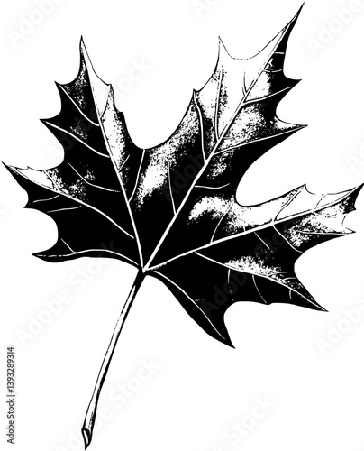 Sycamore vector design, Sycamore vector image