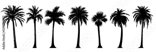 Collection of Date Palms vector icons, Date Palms vector graphics