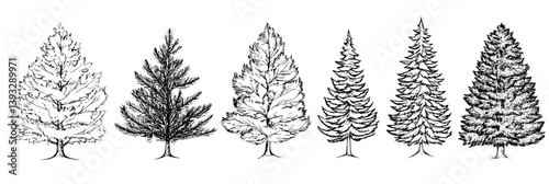 Collection of Firs coloring book vector designs, Firs illustration art