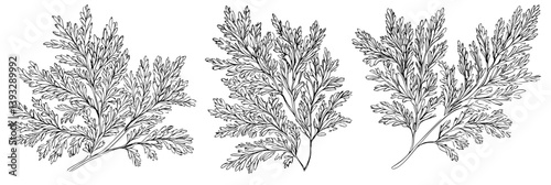 Collection of Hemlocks coloring book vector designs, Hemlocks vector graphics