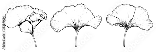Collection of Ginkgos coloring book vector designs, Ginkgos vector illustrations