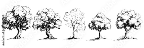 Collection of Oaks coloring book vector designs, Oaks vector graphics