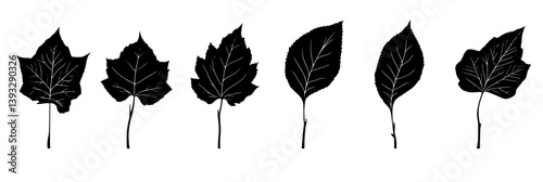 Collection of Sycamores vector icons, Sycamores vector illustrations