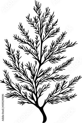 Juniper coloring book vector design, Juniper vector image