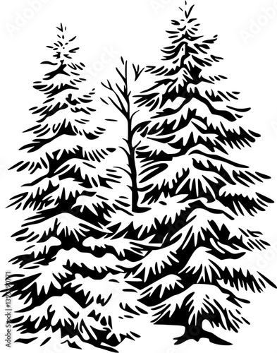 Spruce vector design, Spruce vector illustration