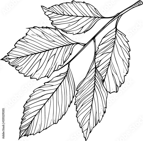 Beech coloring book vector design, Beech illustration art