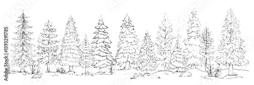 Collection of Firs coloring book vector designs, Firs vector illustrations
