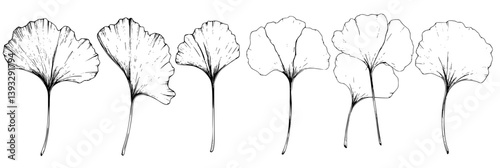 Collection of Ginkgos coloring book vector designs, Ginkgos vector images