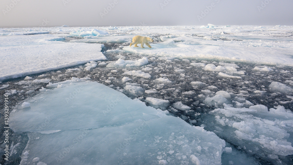 Polar bear (Ursus maritimus) on ice and snow, Svalbard, Norway