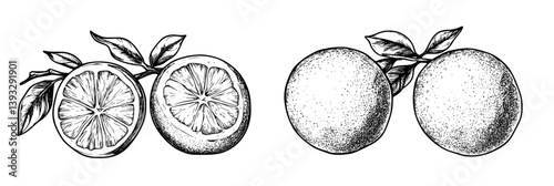 Collection of Oranges coloring book vector designs, Oranges vector images