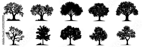 Collection of Oaks vector icons, Oaks vector graphics