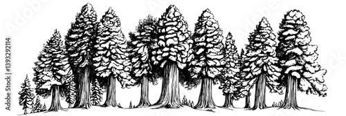 Collection of Sequoias coloring book vector designs, Sequoias vector graphics