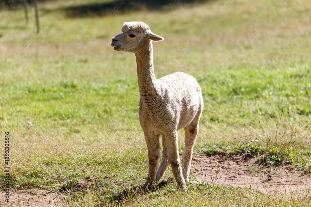 Photograph of a friendly Alpaca standing in a grassy agricultural field enjoying the warm sunshine in the Blue Mountains in Australia. Photograph of a friendly Alpaca standing in a grassy agricultural field enjoying the warm sunshine in the Blue Mountains in Australia.