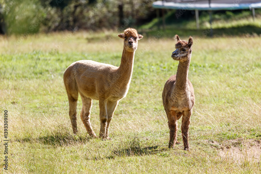 Fototapeta premium Photograph of two friendly Alpacas standing in a grassy agricultural field enjoying the warm sunshine in the Blue Mountains in Australia.