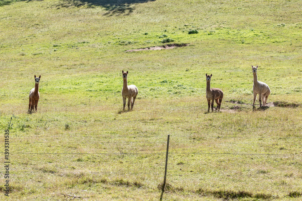 Obraz premium Photograph of a group of friendly Alpacas standing in a grassy agricultural field enjoying the warm sunshine in the Blue Mountains in Australia.