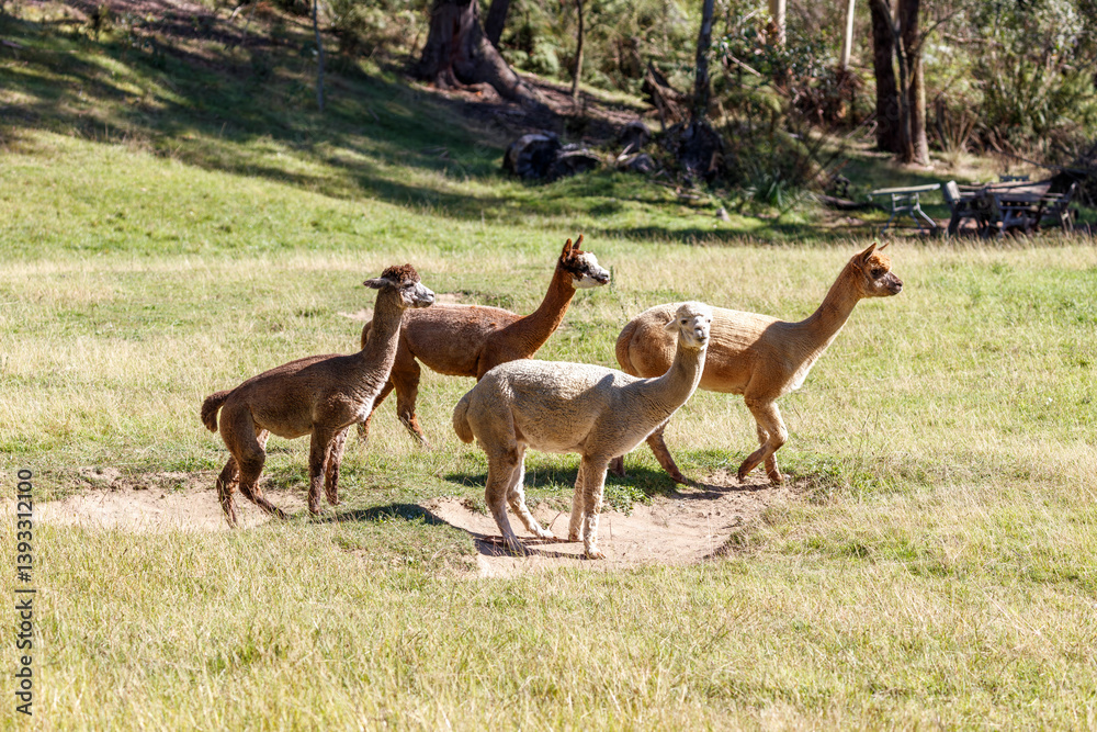 Obraz premium Photograph of a group of friendly Alpacas standing in a grassy agricultural field enjoying the warm sunshine in the Blue Mountains in Australia.