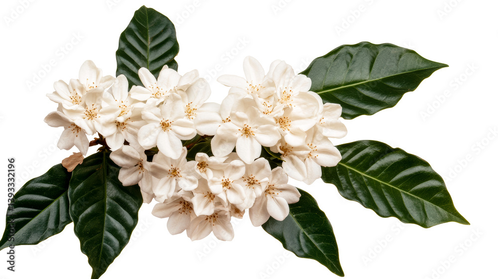 Obraz premium White Ixora flower cluster with leaves, isolated on black, cut out transparent
