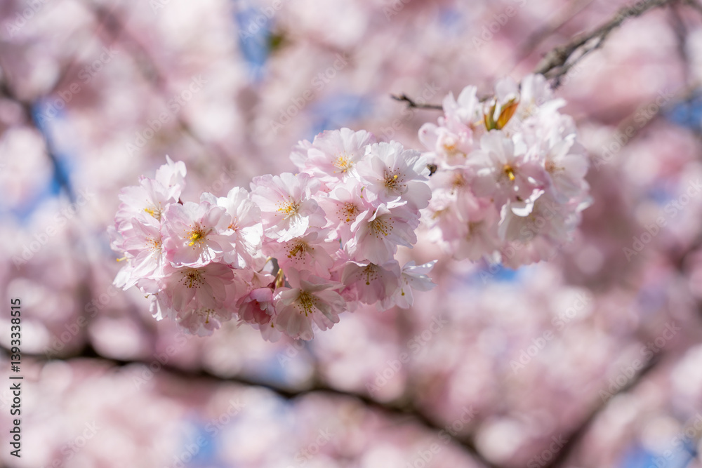 A branch of pink Sakura flowers is hanging from a tree A branch of pink Sakura flowers is hanging from a tree