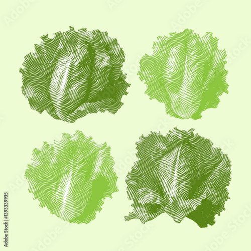 Lettuce vector, lettuce illustration, line drawing on light green background.