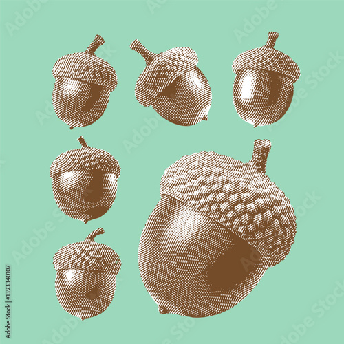Acorn vector, Acorn illustration, line drawing on green background.