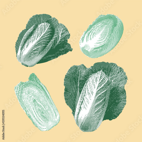 Chinese cabbage vector, Chinese cabbage illustration, line drawing on yellow background.