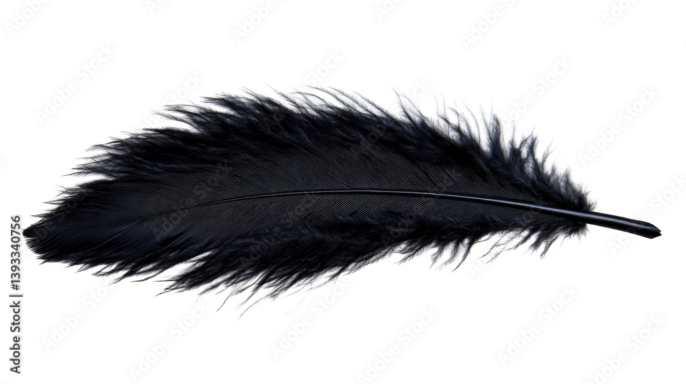 Dark feather illustration, black and white plumage, abstract, cut out transparent Dark feather illustration, black and white plumage, abstract, cut out transparent