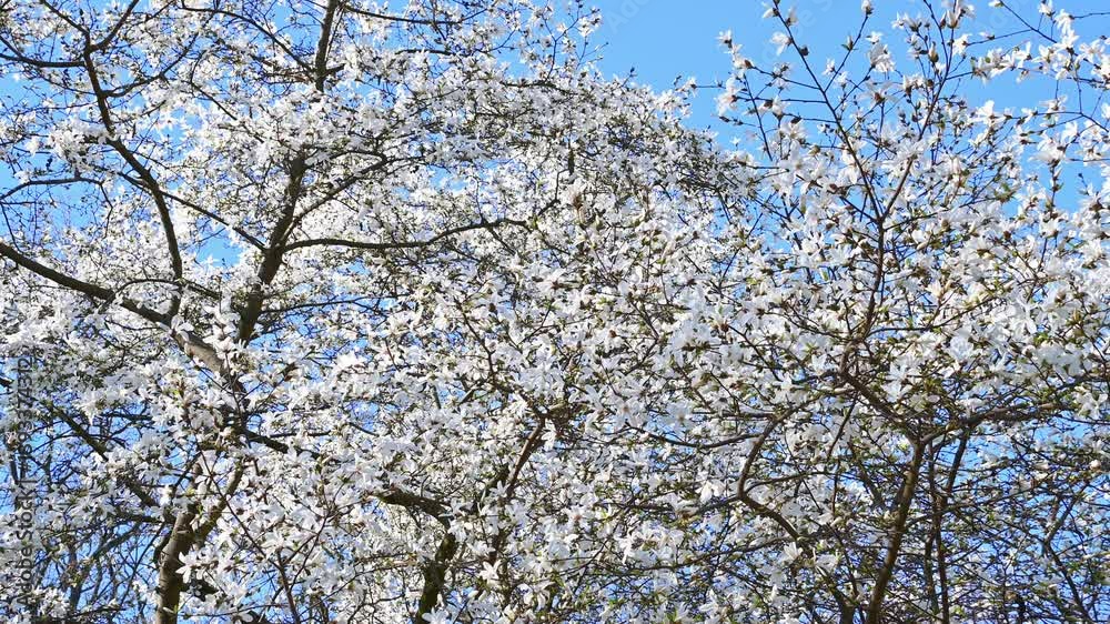 Beautiful white flowers Magnolia kobus. mokryeon, kobus magnolia, kobushi magnolia. Spring bloom. Natural background. Botanical Garden. Beautiful white flowers Magnolia kobus. mokryeon, kobus magnolia, kobushi magnolia. Spring bloom. Natural background. Botanical Garden.