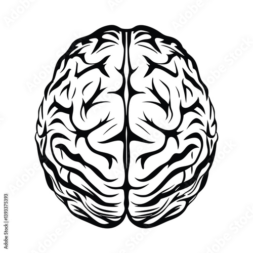 Black and White Human Brain Illustration, Cerebral Anatomy, Intelligence Concept