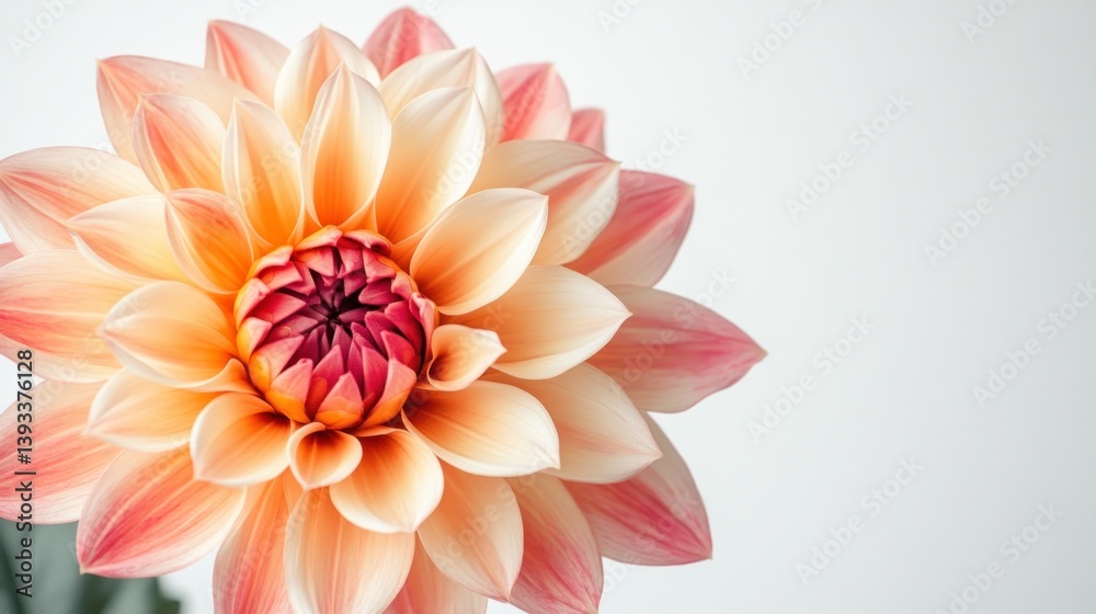Fototapeta premium Peach dahlia. Pink edges & orange center. White background. Soft light